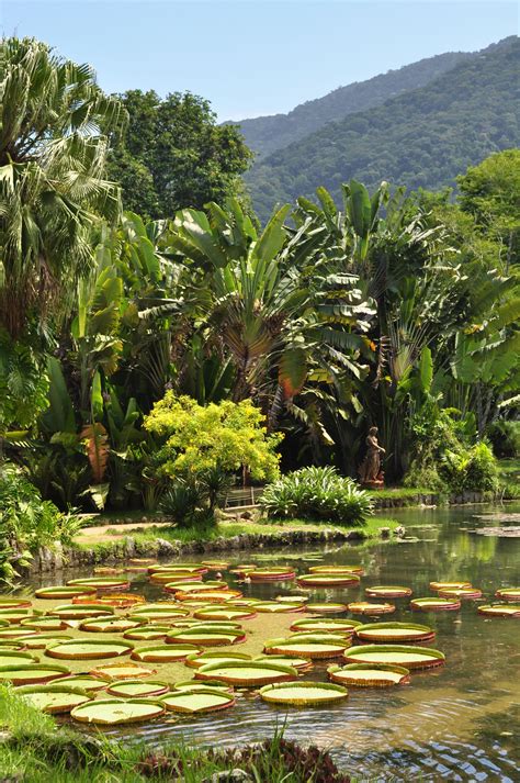 Jardim Botânico do Rio de Janeiro: Một ốc đảo xanh mát giữa lòng thành phố sôi động!